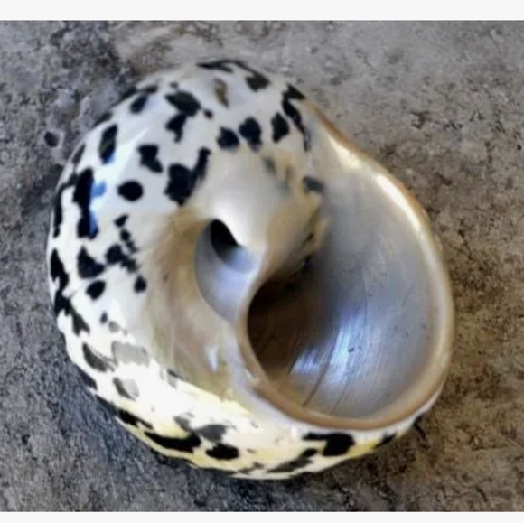 West Indian Magpie shell earrings - handmade in the Caribbean - Picture 13 of 14